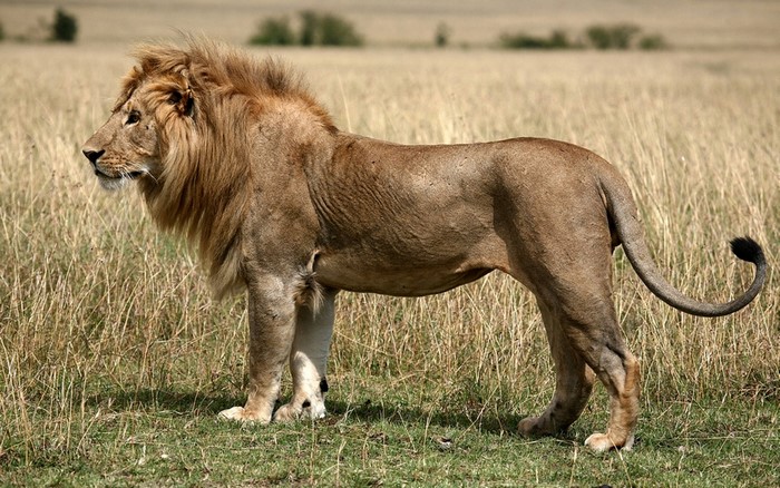 A male lion stands in a grassy field