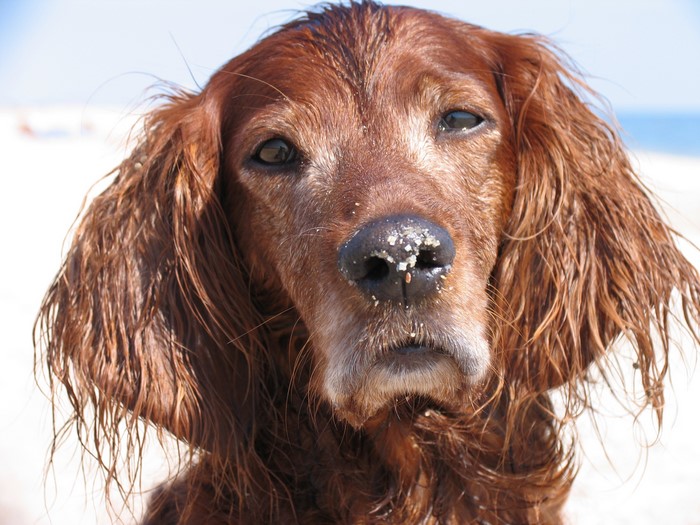 Close-up of a wet Irish Setter dog on a beach