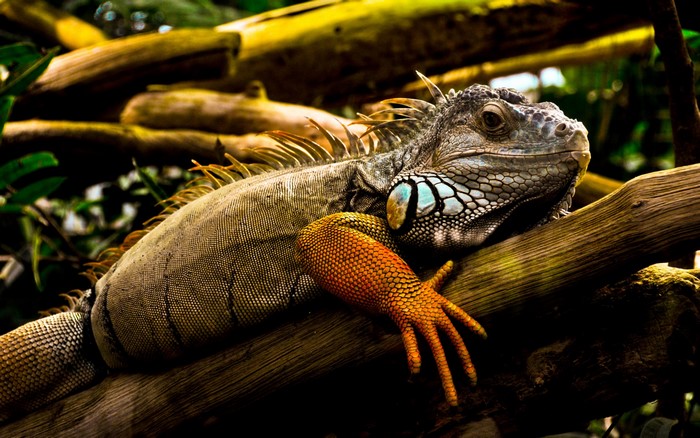Green Iguana resting on a tree branch