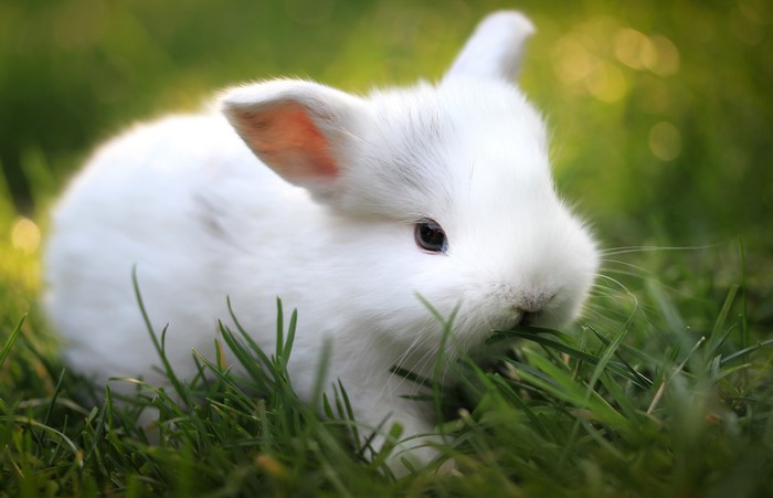 White rabbit eating grass