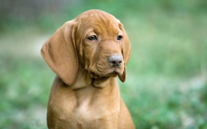 Vizsla puppy sitting outdoors
