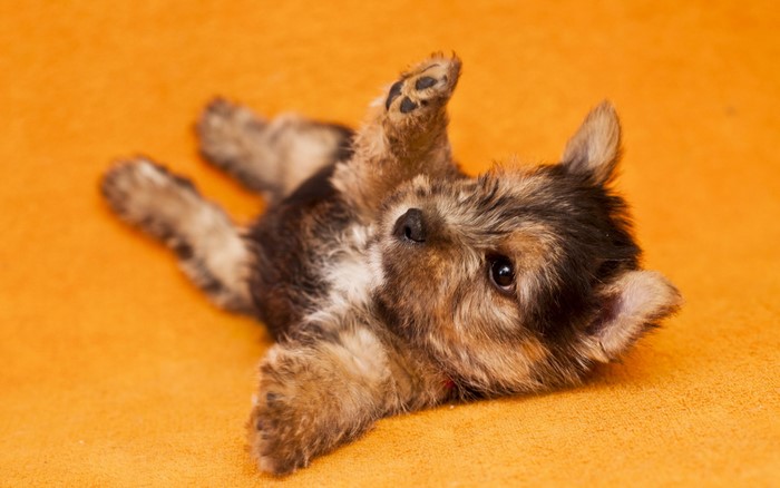 Adorable Yorkshire Terrier Puppy Lying Down