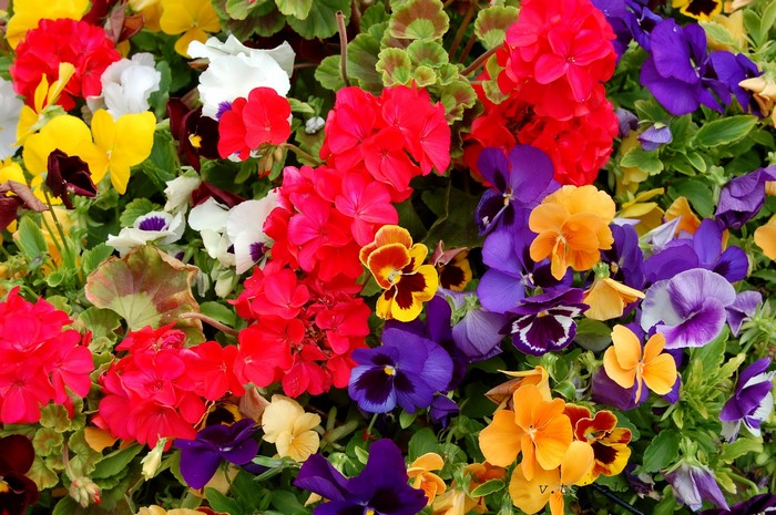 Colorful Pansies and Geraniums in a Garden