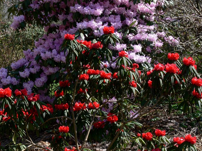 Red and Pink Rhododendrons in Bloom