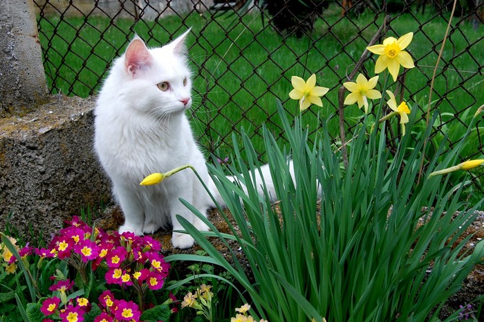 White cat sitting by flowers and daffodils
