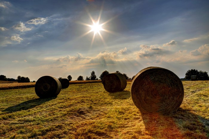 Hay bales in a field at sunset