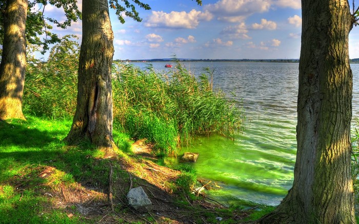 Trees by a lake with green algae