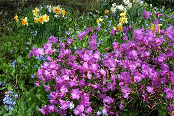 Pink Rhododendron flowers with daffodils and bluebells