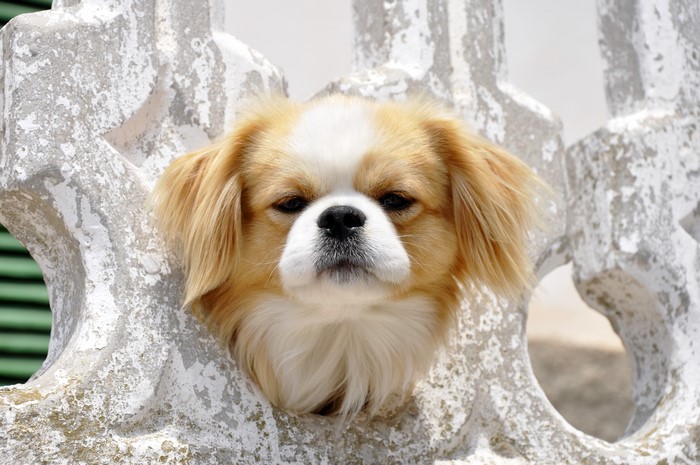 Tibetan Spaniel dog peeking through a decorative stone fence