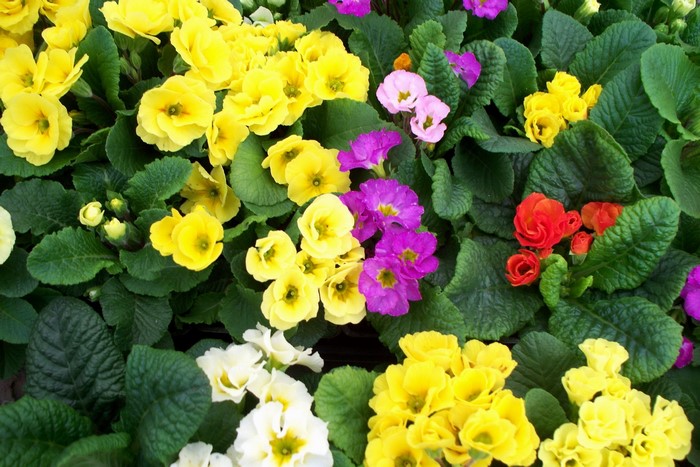 A collection of colorful primrose flowers