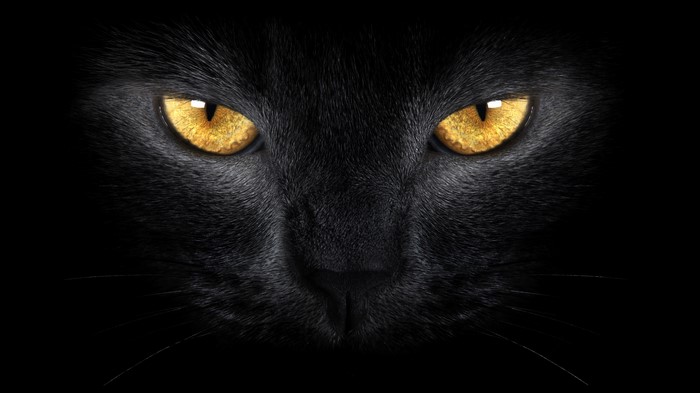 Close-up of a black cat's face with yellow eyes