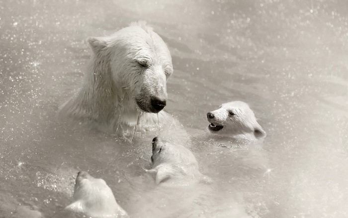 Polar bears swimming in water