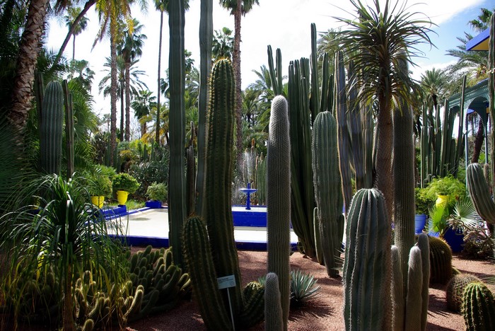 Jardin Majorelle Cactus Garden Marrakech Morocco