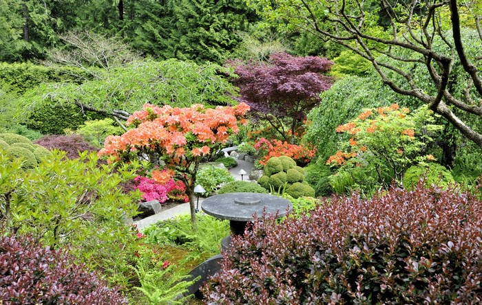 Japanese garden with blooming azaleas and maple trees