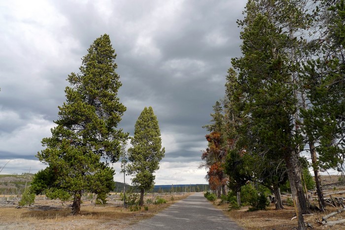 Road through Yellowstone National Park with pine trees