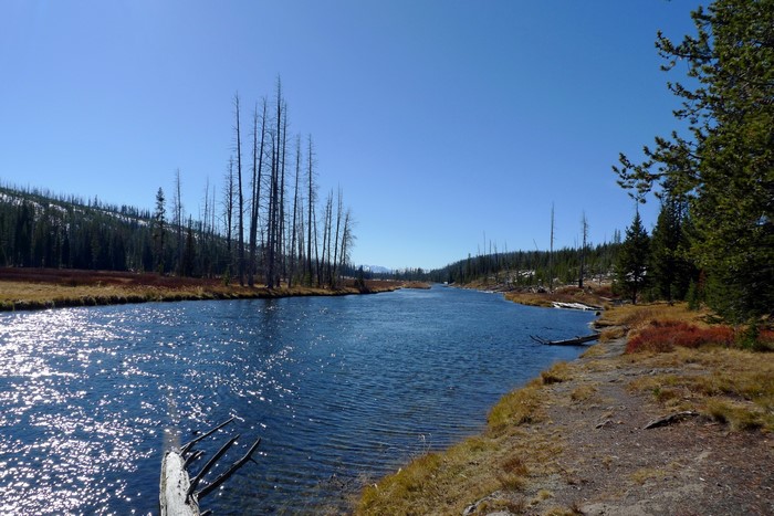River flowing through a forest with dead trees