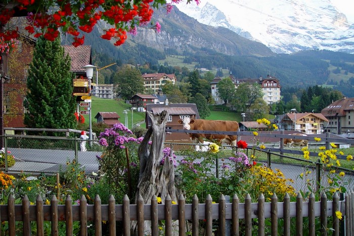 Cows in a Swiss village with mountains