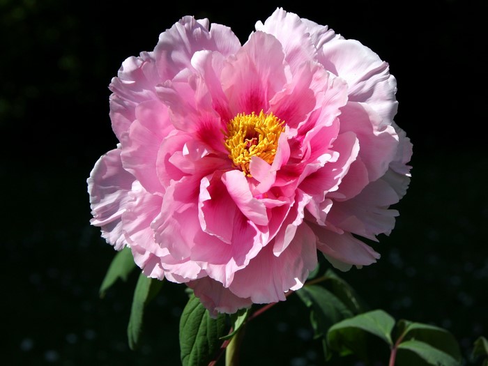 Pink Peony Flower with Yellow Center