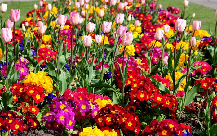 A colorful flower bed with tulips and primroses