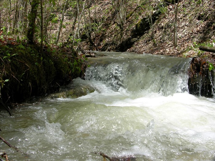 A small waterfall in a forest stream