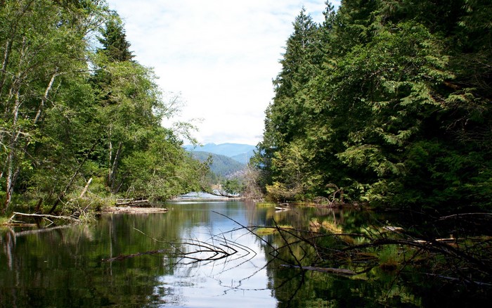 River flowing through a forest in Wells Gray Provincial Park
