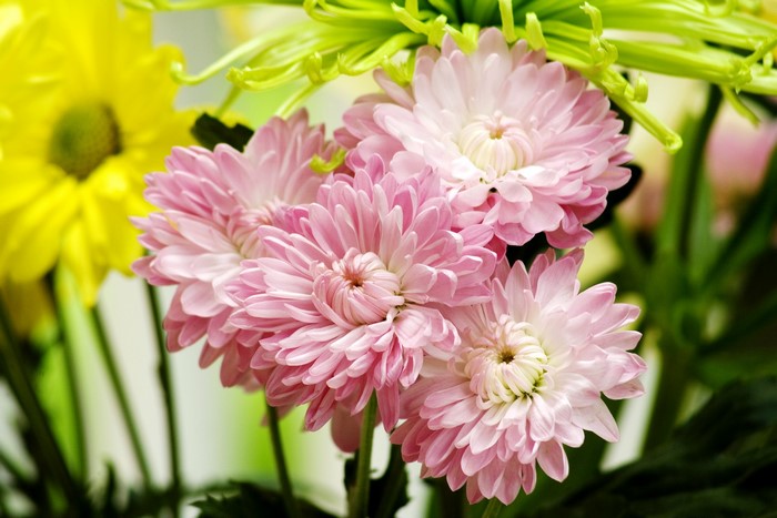 Pink and yellow chrysanthemums with green foliage