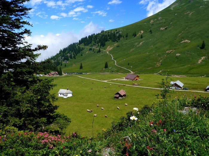 Mountain valley with houses and cows