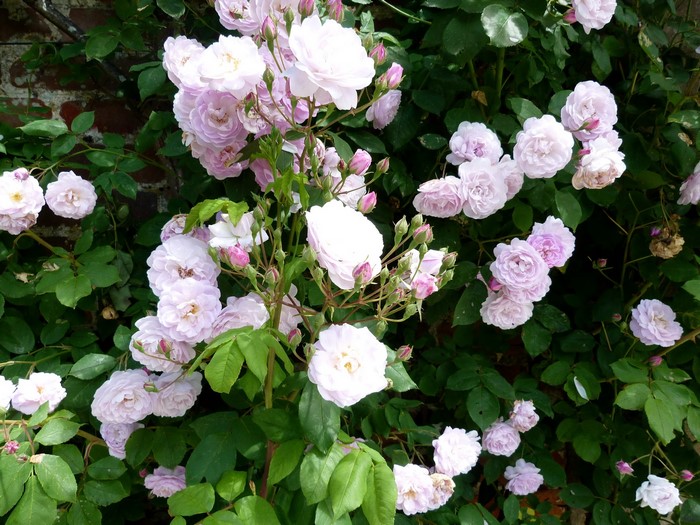 Pink roses climbing a brick wall