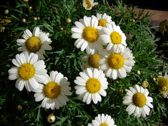 White Chamomile Flowers with Yellow Centers
