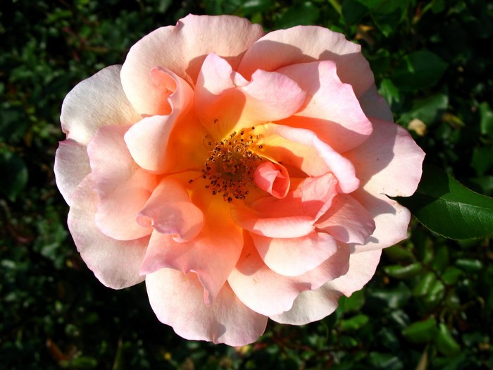 Close-up of a pink and orange rose in bloom