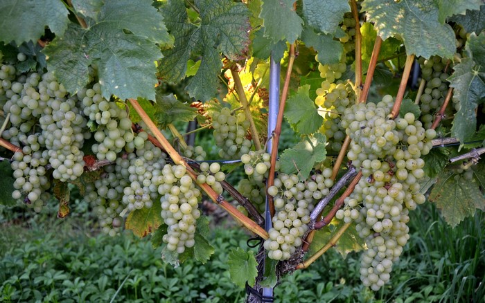 White Grapes on a Vine