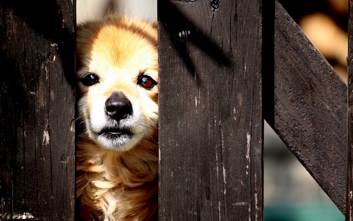 A dog peeks through a wooden fence