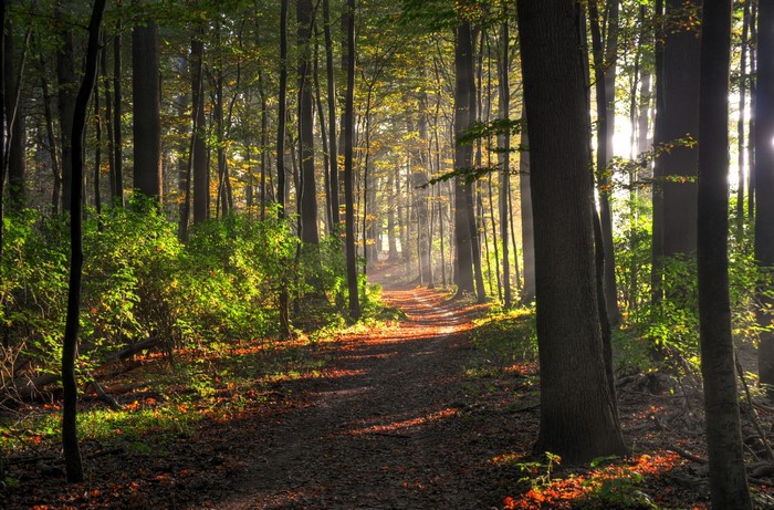 Sunlit forest path with trees and foliage