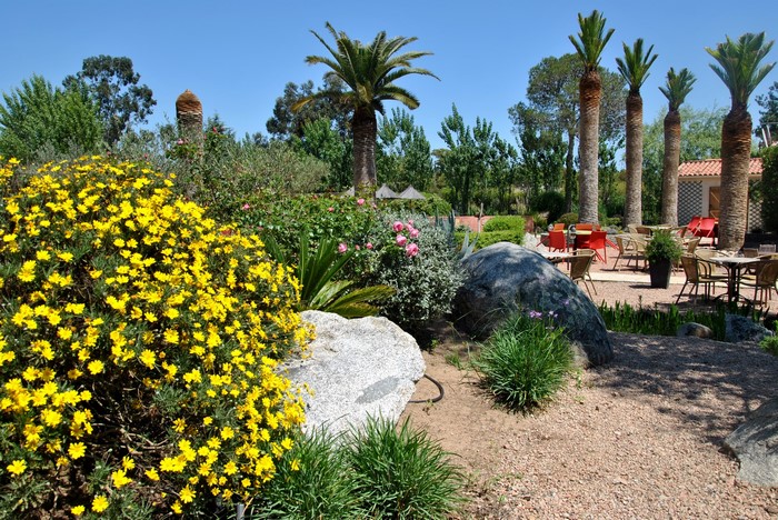 Outdoor cafe with palm trees and yellow flowers