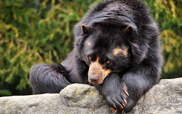Andean bear resting on a rock