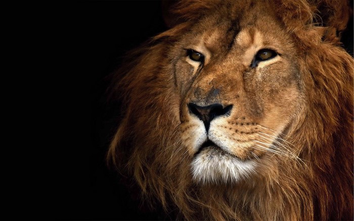 Close-up portrait of a male lion