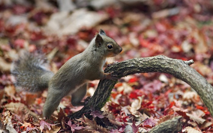 Squirrel on a branch with autumn leaves