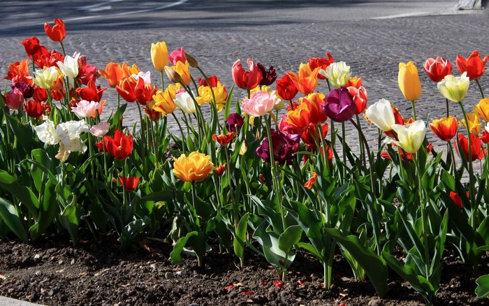 A bed of colorful tulips in bloom