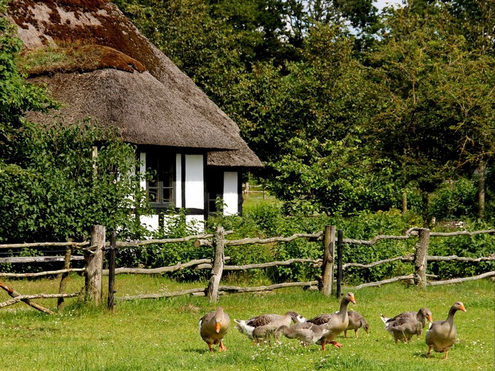 Geese in front of a thatched-roof house in Denmark