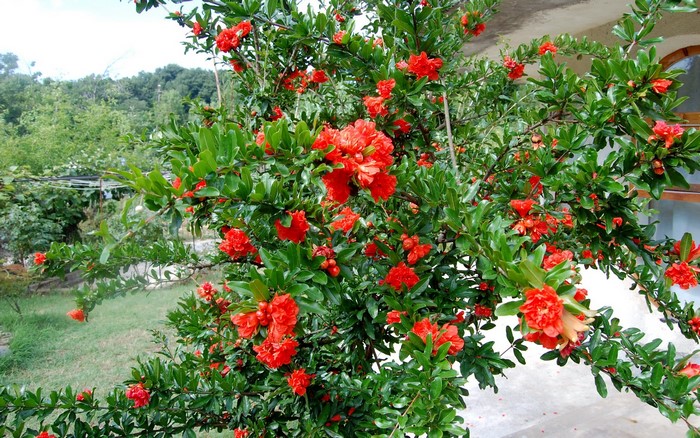 Pomegranate tree with red flowers