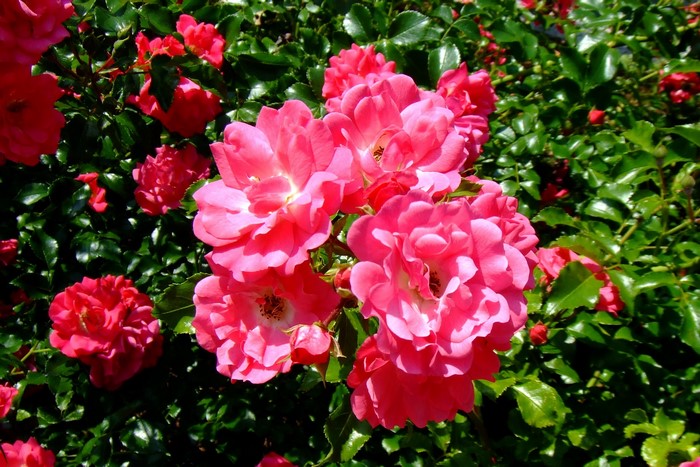 Pink and red roses on a green bush