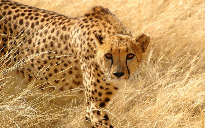 Cheetah in dry grass