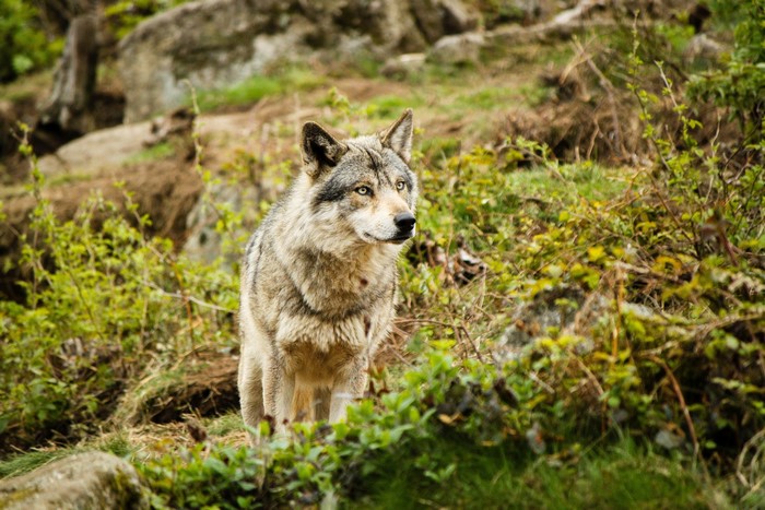 Wolf standing in a rocky, green landscape