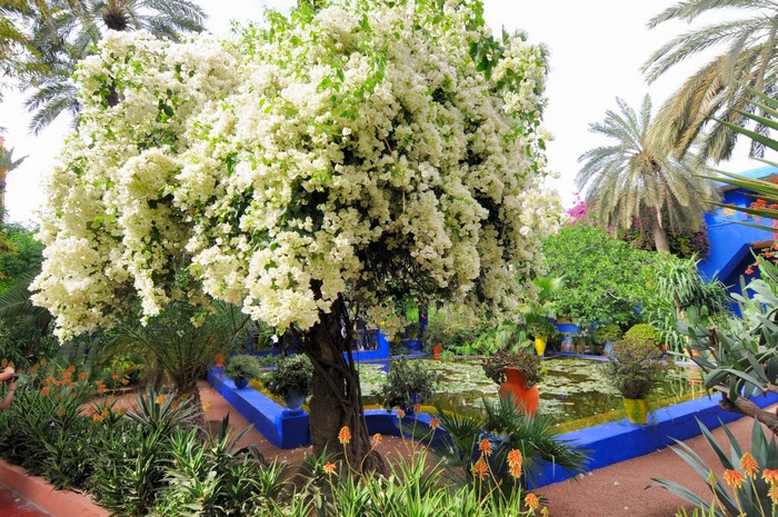 Jardin Majorelle Marrakech Morocco white bougainvillea tree