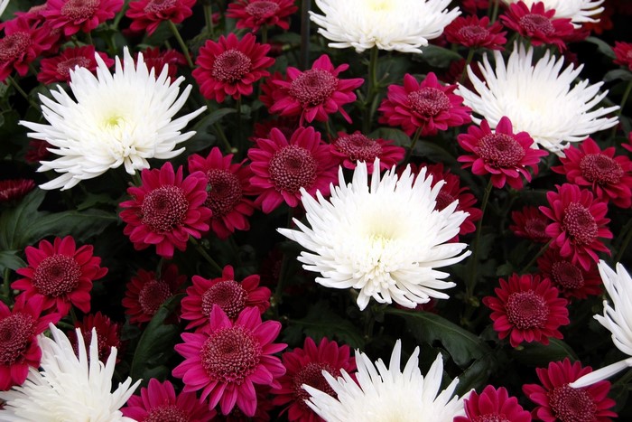 White and magenta chrysanthemums