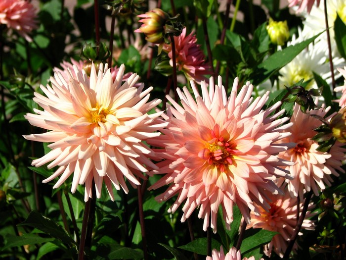 Close-up of pink and yellow dahlias
