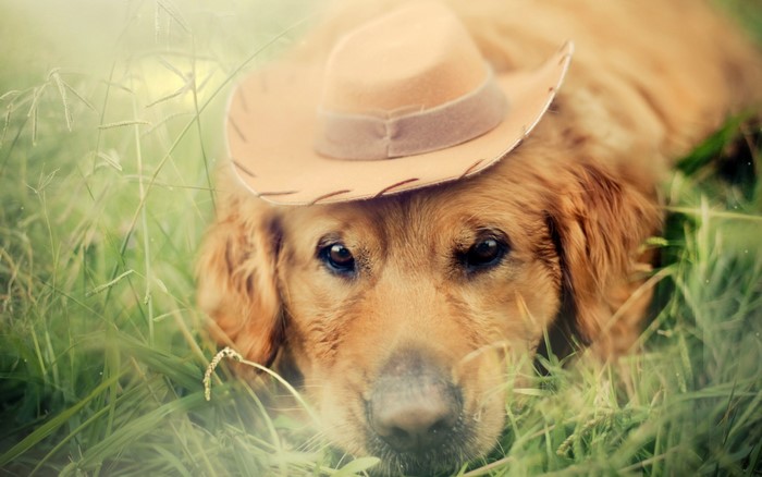 Golden Retriever dog wearing a cowboy hat in grass
