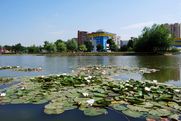 Park with a pond and water lilies