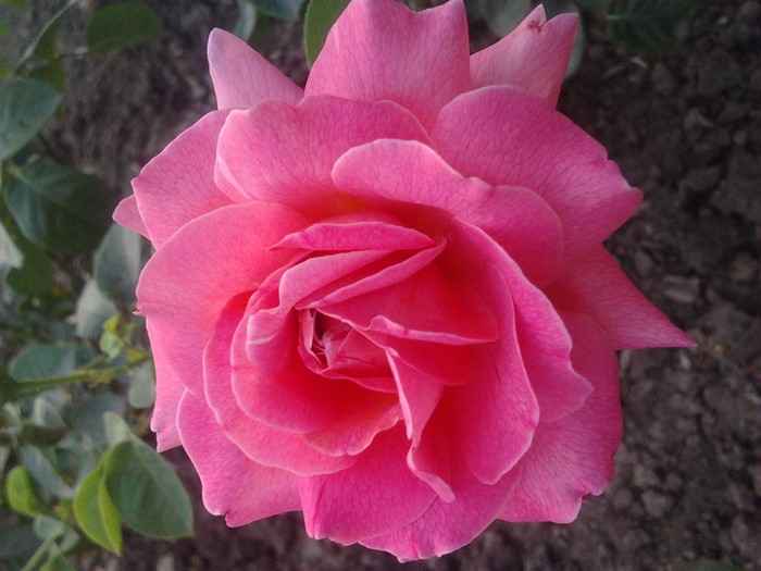 Close-up of a pink rose in bloom