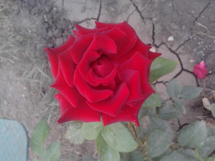 Red rose in bloom